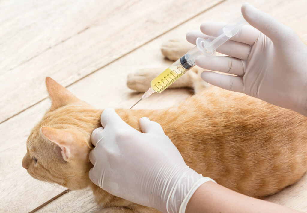 Cat Vaccine Schedule West Hill Animal Clinic - 4 In 1 Cat Vaccine Schedule