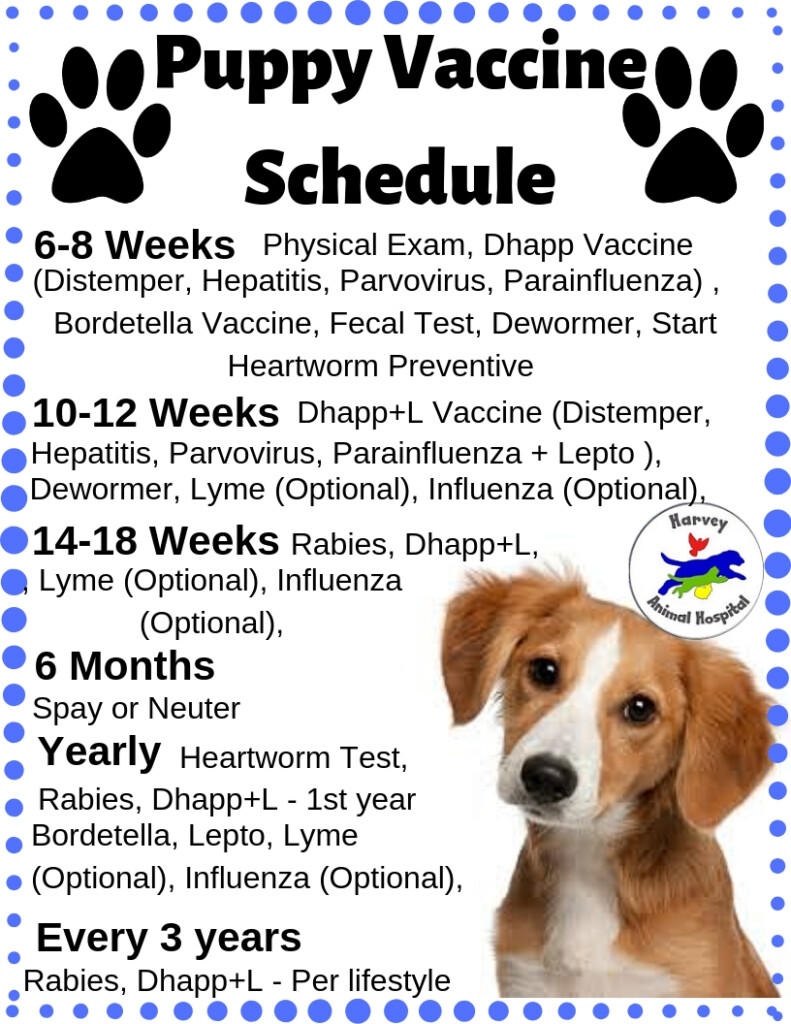 Detroit Veterinarian Veterinary Clinic Blog Harvey Animal Hospital - Veterinary Vaccine Schedule
