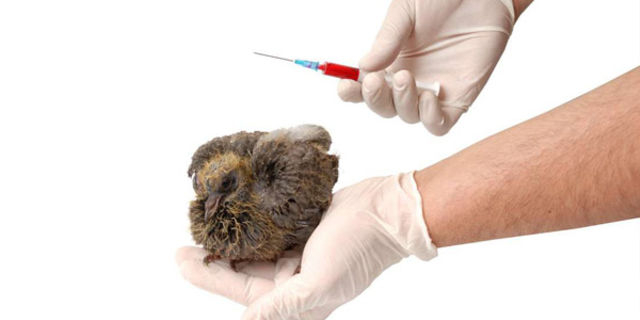Diary Of A Poultry Farmer Steps In Administering Fowl Pox Vaccine Nation - Fowl Pox Vaccination Schedule