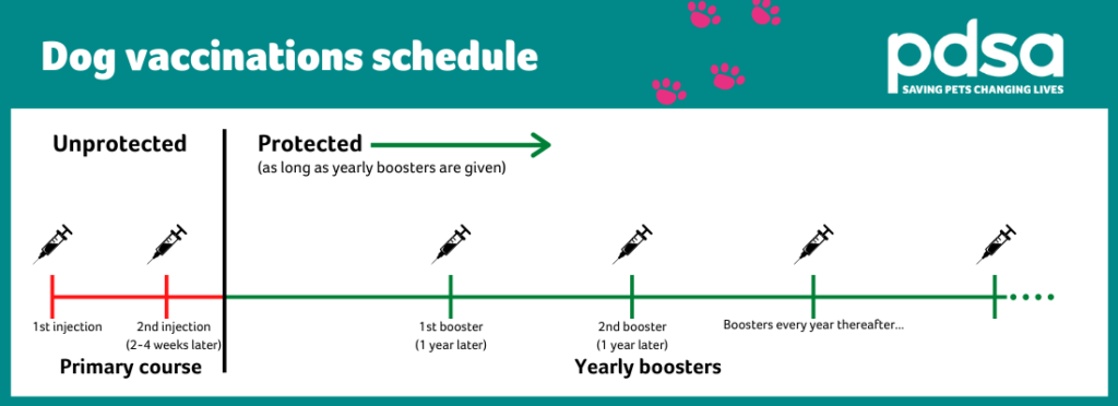 Dog Vaccines PDSA - Recommended Dog Vaccination Schedule
