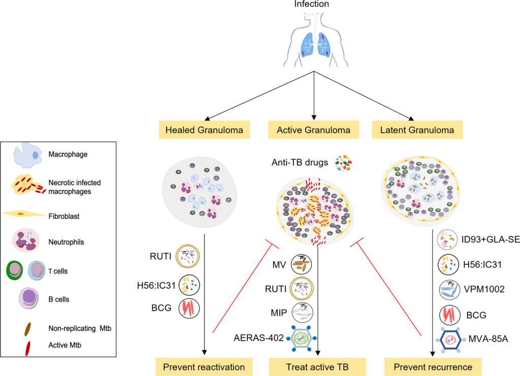 Frontiers Therapeutic Vaccines For Tuberculosis An Overview - Tuberculosis Vaccine Schedule