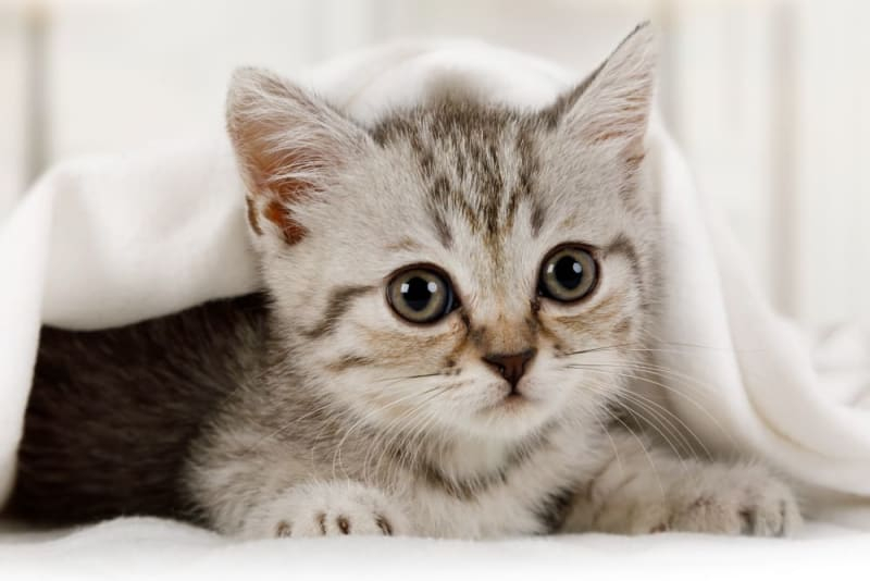 FVRCP Vaccination For Cats Olive Branch Vet - Fvrcp Vaccination Schedule