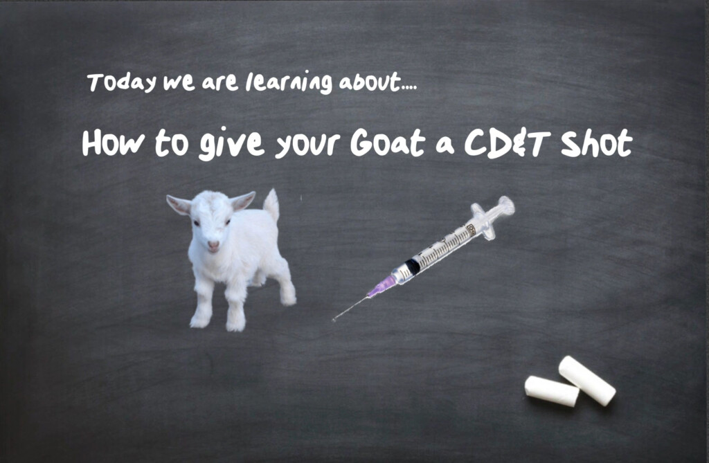How To Give Your Goat A CD T Shot - Cdt Goat Vaccine Schedule