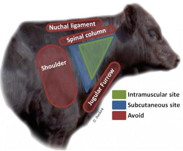 Injection Site BQA Tips At Calf working Time Panhandle Agriculture - Calf Vaccine Schedule