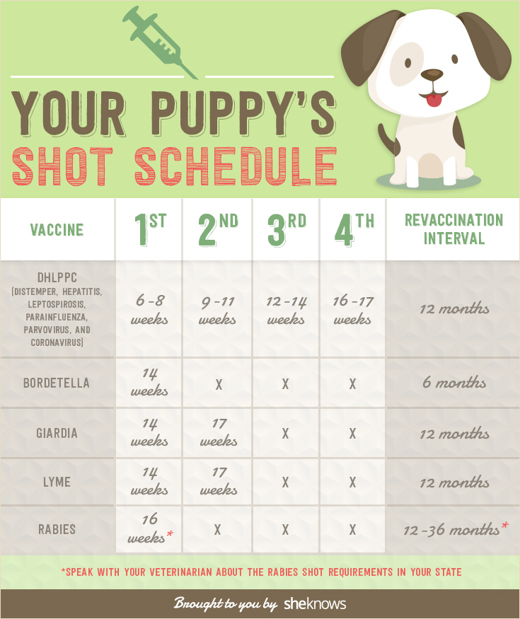 Keep Your Puppy Healthy With This Vaccination Schedule INFOGRAPHIC  - Canine Influenza Vaccine Schedule