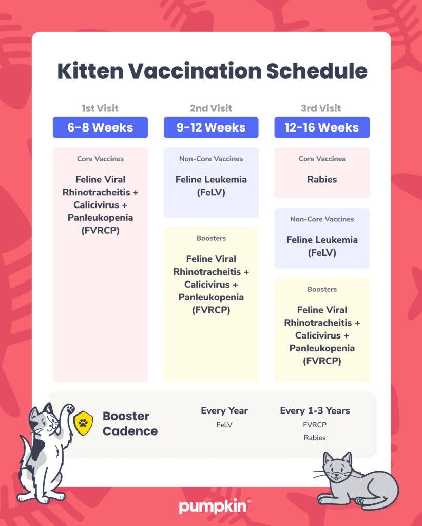 Kitten Vaccination Schedule A Guide For New Cat Owners Pumpkin  - 4 In 1 Cat Vaccine Schedule