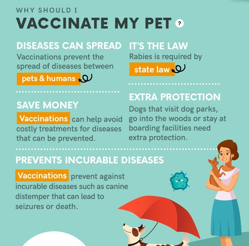 Leptospirosis Vaccination Recommendation For Dogs - Leptospirosis Vaccination Schedule