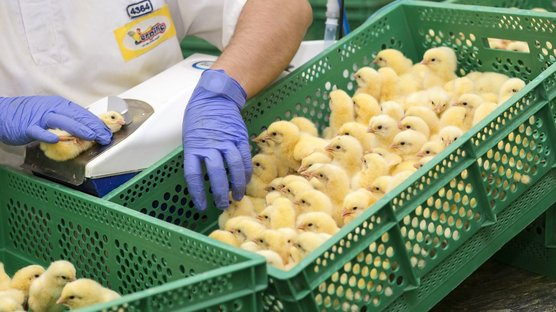 Marek Disease In Laying Hens Laying Hens - Marek'S Disease Vaccination Schedule