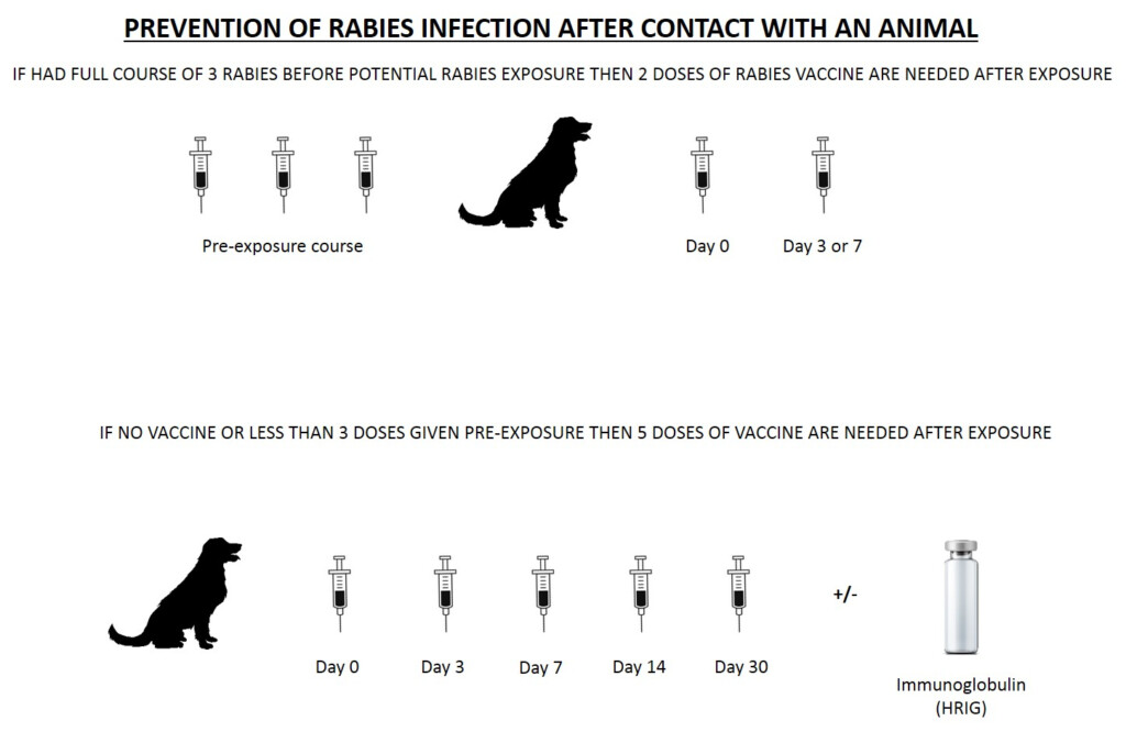 Rabies Pre exposure Sussex Travel Clinic - Rabies Vaccine Schedule For Previously Vaccinated