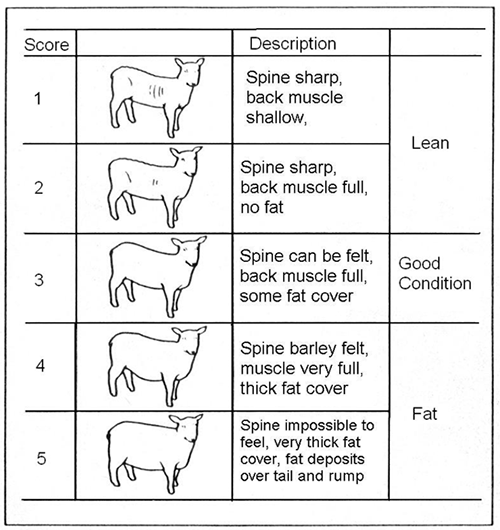 Sheep Nutrition Duval County University Of Florida Institute Of  - Sheep Vaccination Schedule