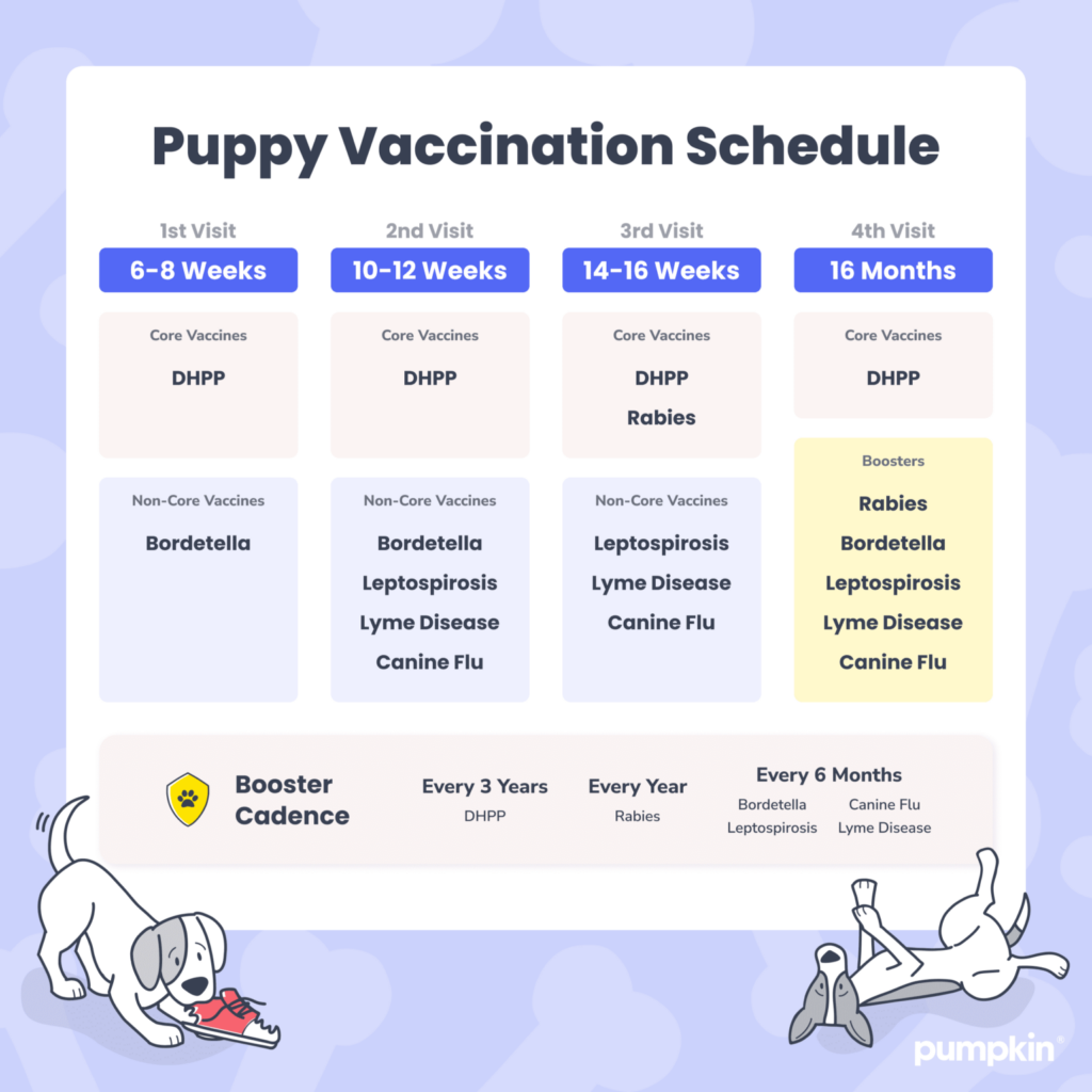 Spotting Lyme Disease In Dogs Symptoms Treatment Pumpkin  - Lyme Vaccine Schedule For Dogs