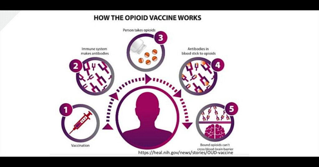 University Of Montana Makes Progress On Vaccine For America s Opioid Crisis - Montana Vaccine Schedule